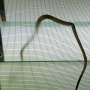 A Rubber Snake that Lives with Me